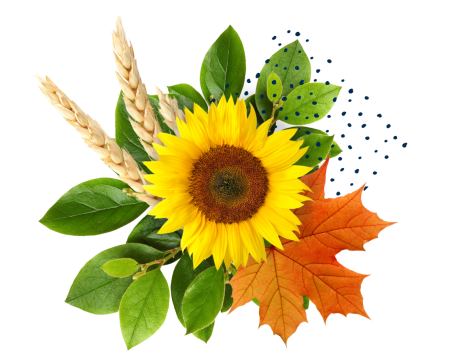 Gesteck mit Sonnenblume, Blättern und Weizenähre