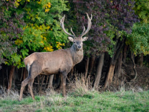 Hirsch am Waldrand