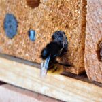 Wildbienennisthilfe aus Holz mit Wildbiene
