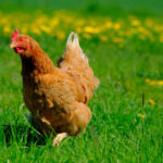 Huhn auf grüner Wiese