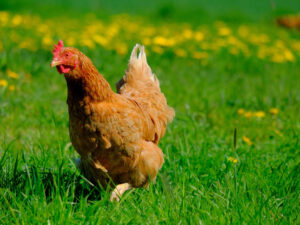 Huhn auf grüner Wiese