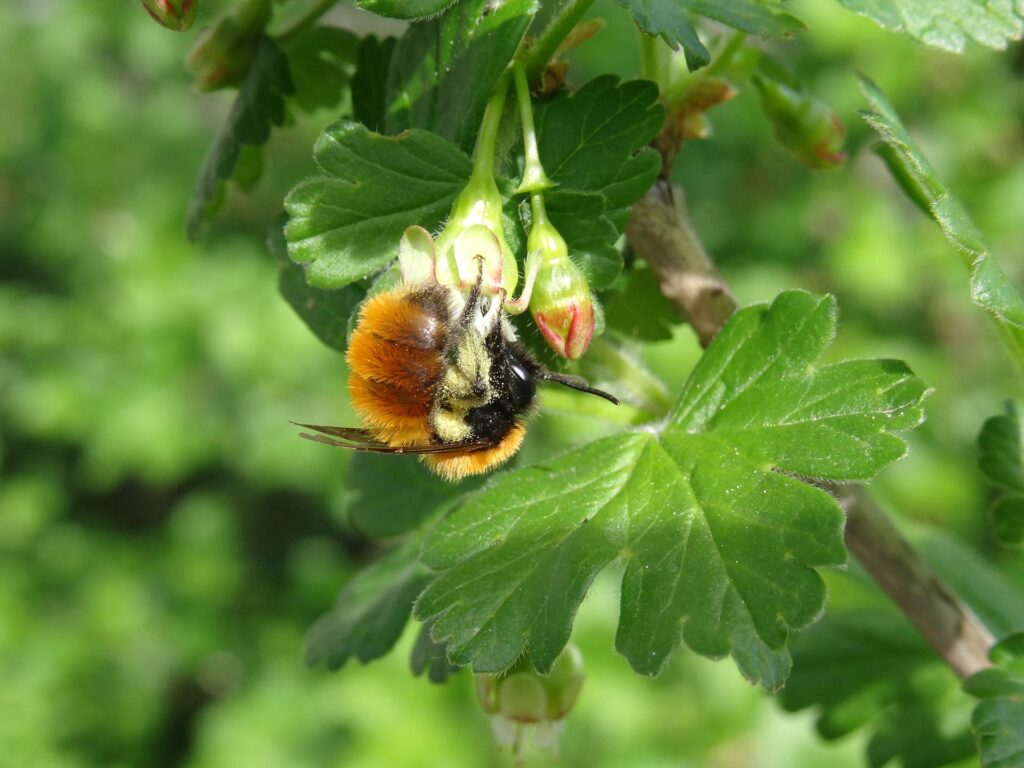 Wildbiene an geschlossener Blüte