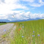 Ackerrand mit Ackerwildkräutern und Blick in die Berchtesgadener Alpen