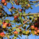 Obstbaum mit reifen Äpfeln