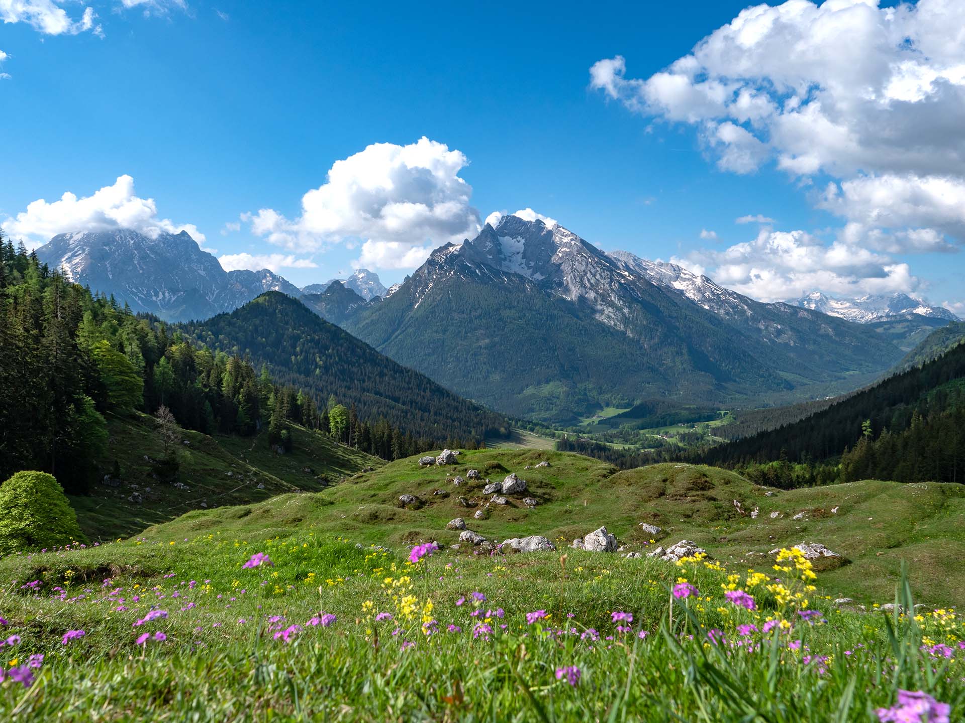 Auf der Mordaualm mit Blick über eine Blumenwiese zum Hochkalter