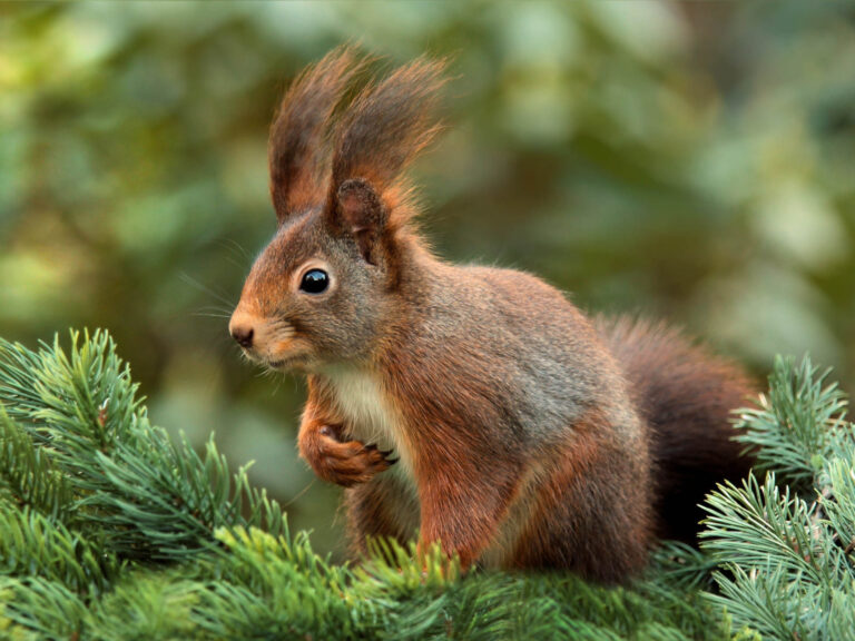 Eichhörnchen auf Tannenast