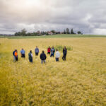 Teilnehmer des Erzeugerkreises Bio-Braugerste stehen in einem Getreidefeld