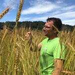 Dr. Johann Lecker vom Partnerbetrieb Biohof Lecker steht im Getreidefeld und begutachtet Ähren