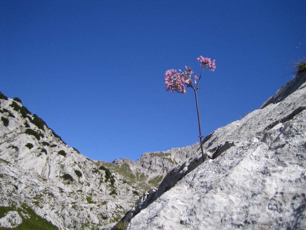 Blühende Blume in alpinem Ambiente