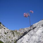 Blühende Blume in alpinem Ambiente
