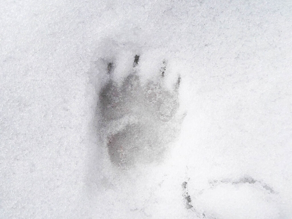 Dachsspur im Schnee