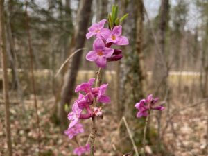 Blüten des Seidelbasts