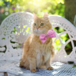 Süße Katze mit rosa Schleife sitzt auf Bank im Garten