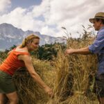 Landwirte errichten Schober aus Getreide, um es zu trocknen