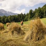 Landwirte errichten Schober aus Getreide, um es zu trocknen