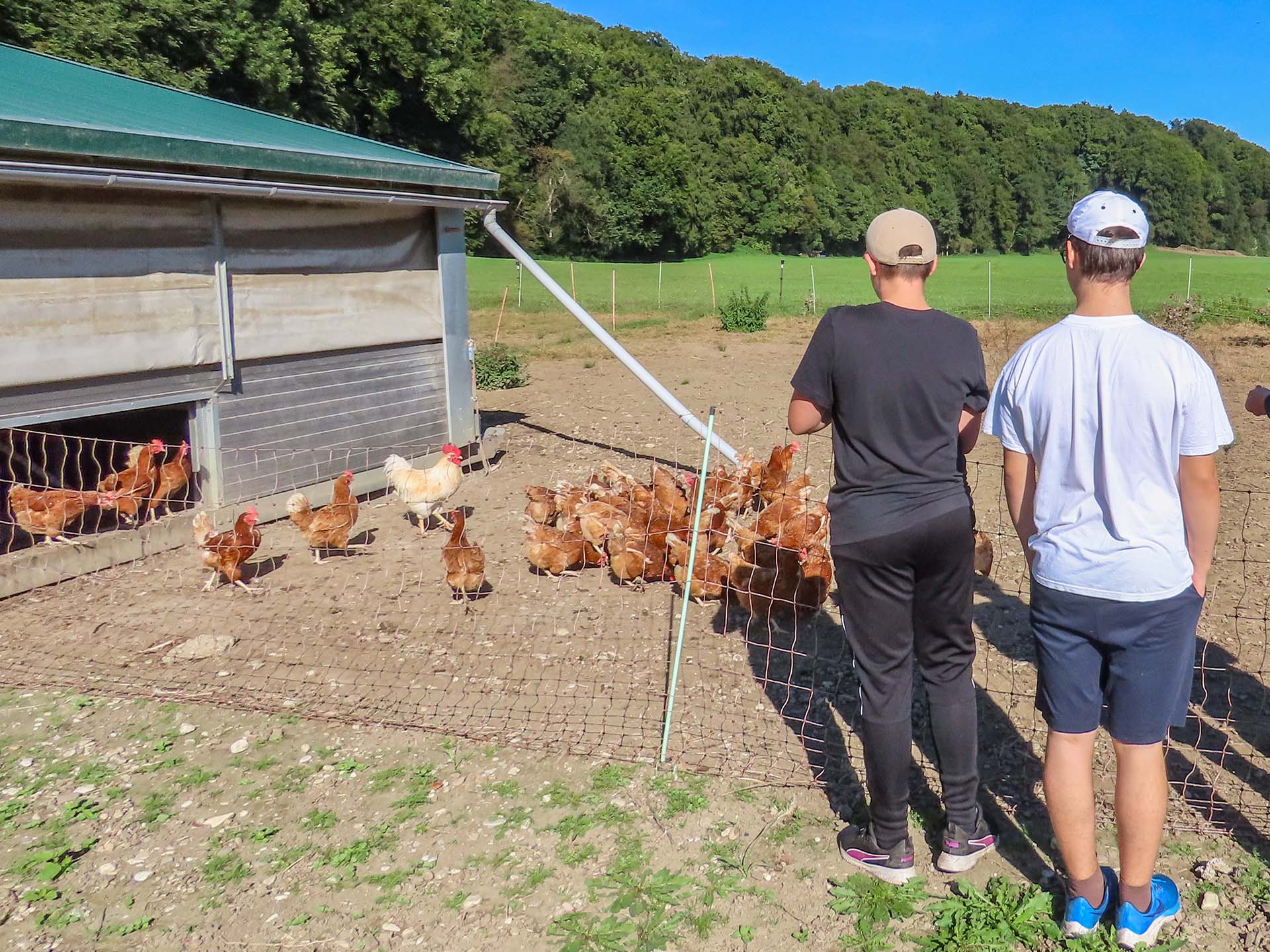 Schüler besuchen einen Hühnerstall mit Legehennen im Außengehege