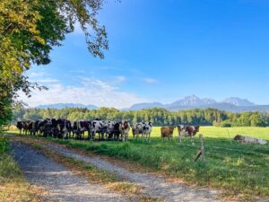 Kühe stehen auf einer Weide mit Blick zum Bergmassiv des Hochstaufen
