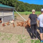 Schüler besuchen am Schutzgebietstag die Hühner des Biohof Lecker