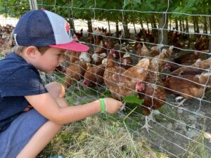 Kind füttert Hühner im Freilauf