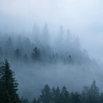 Nadelwald mit Nebelschwaden