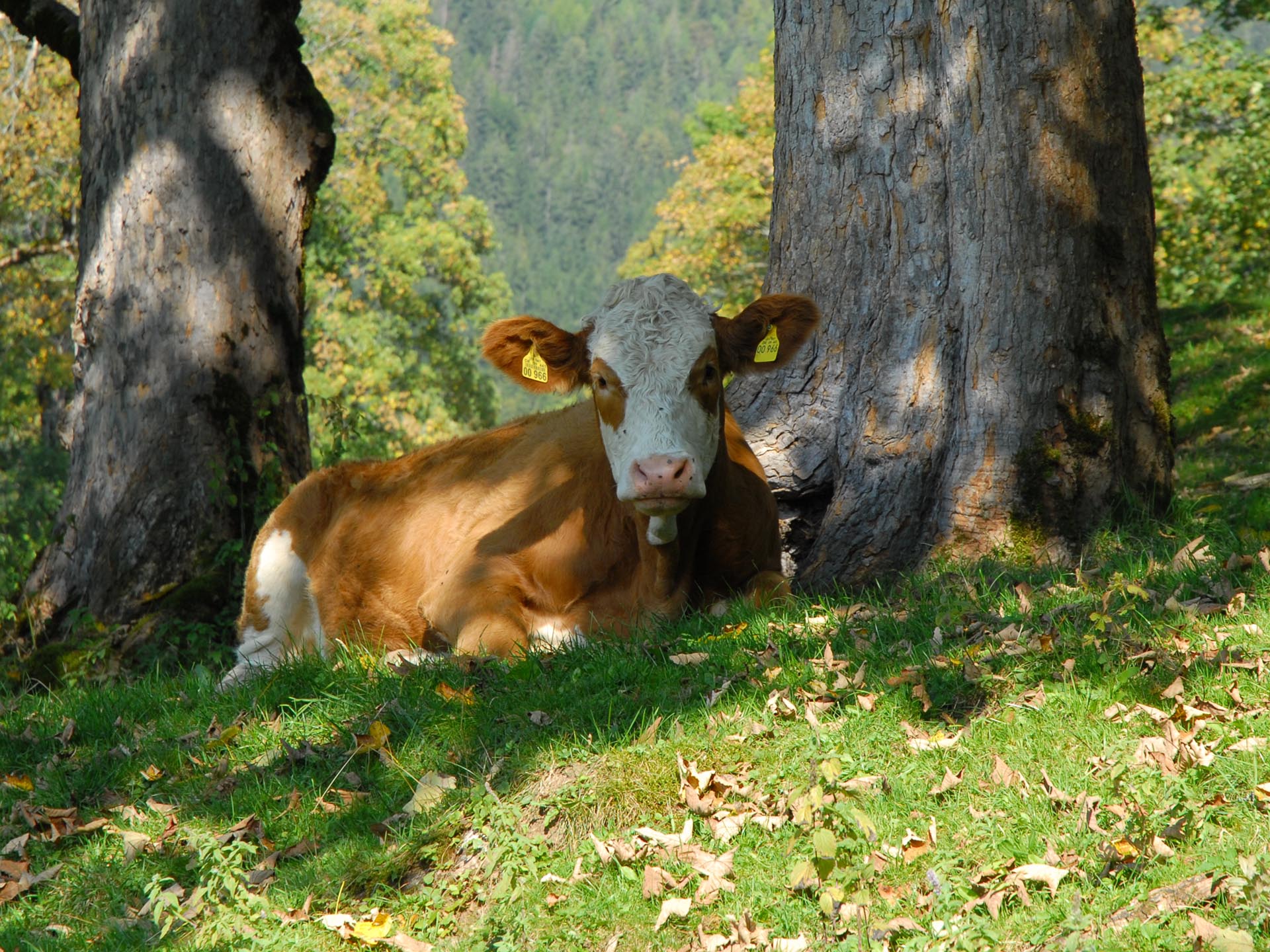Kuh liegt auf einer Alm zwischen Bäumen im Schatten