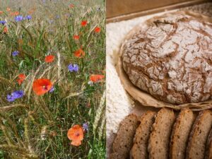 Fotocollage mit Ackerwildkräuterblüten im Getreidefeld und einem Laib Brot