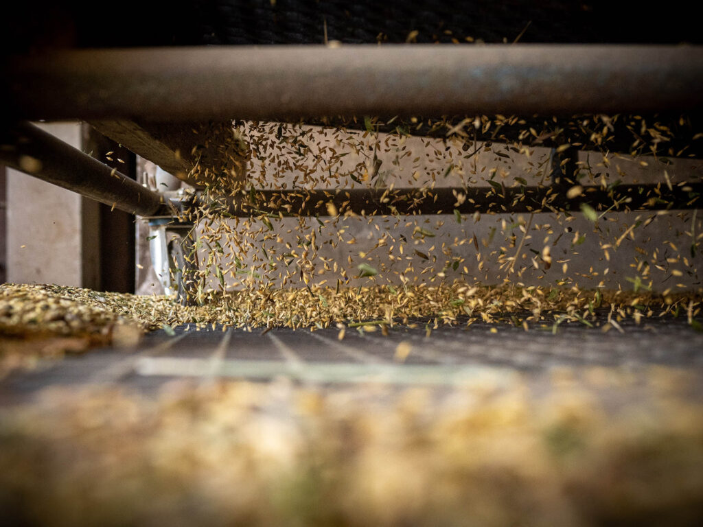 Getreidekörner fallen beim Entladen in der Mühle durch ein Sieb