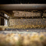 Getreidekörner fallen beim Entladen in der Mühle durch ein Sieb