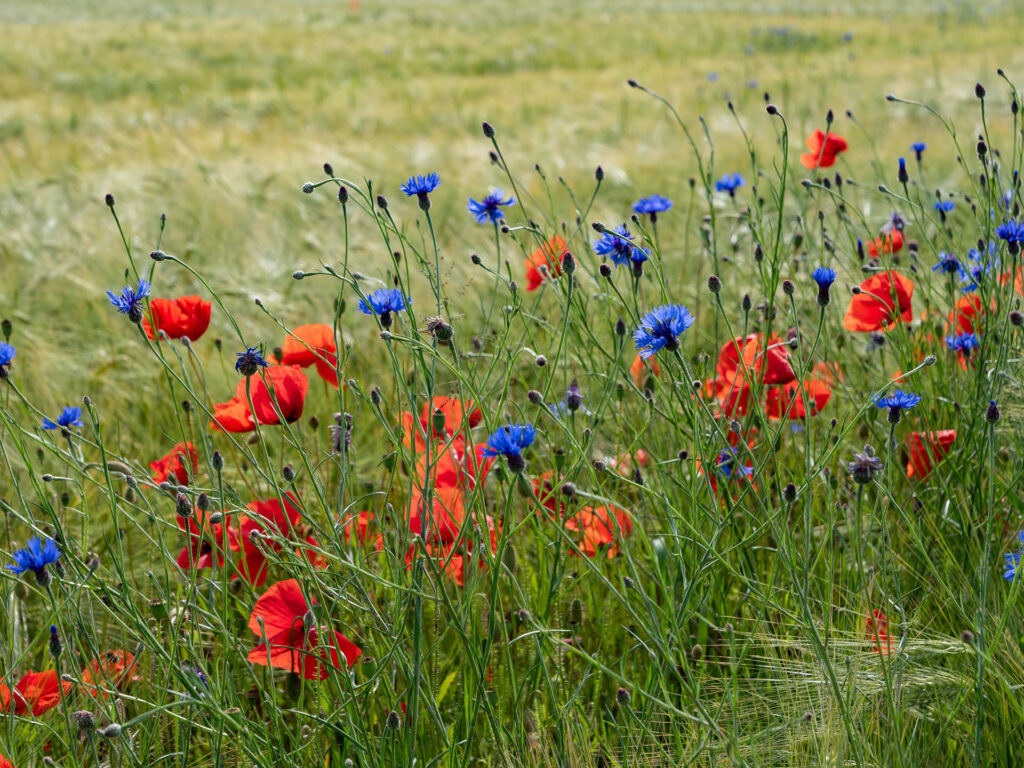 Blühende Ackerwildkräuter am Rand eines Getreidefelds