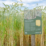 Schild im Biosphären-Getreidegarten mit Dinkel aus Niederreit