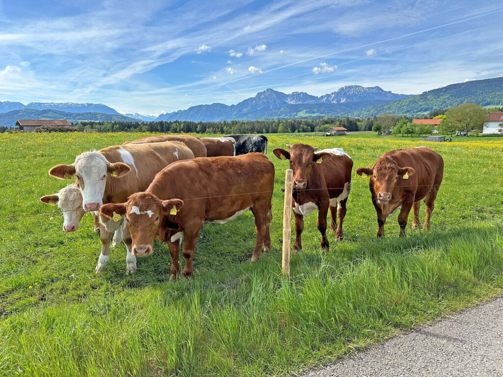 Kühe auf der Weide vor Bergkulisse