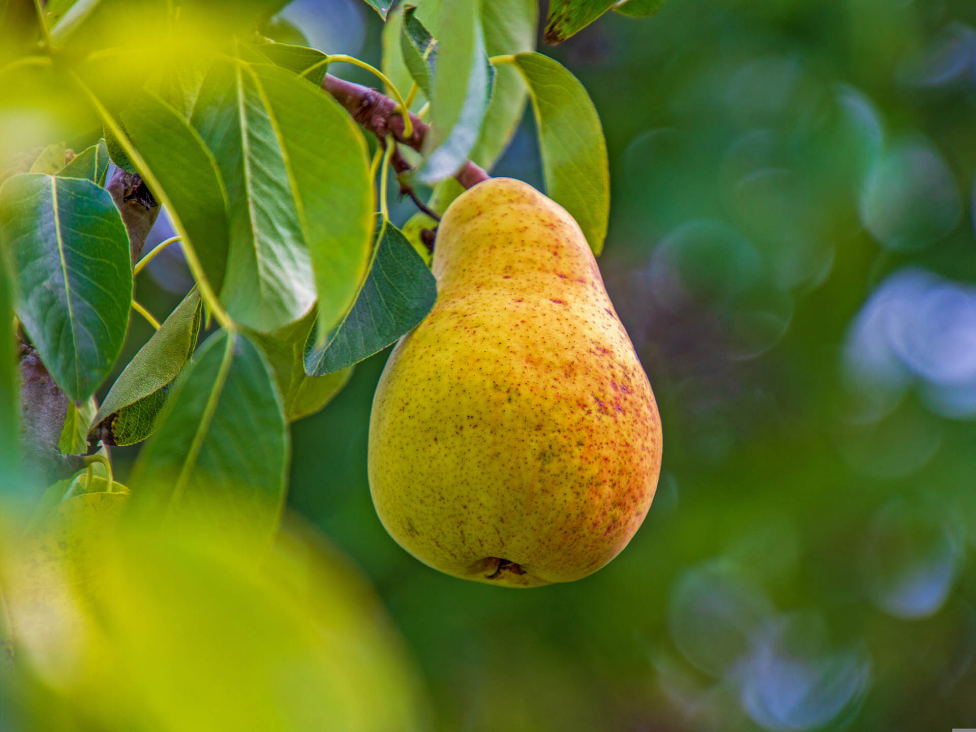 Reife Birne am Birnbaum