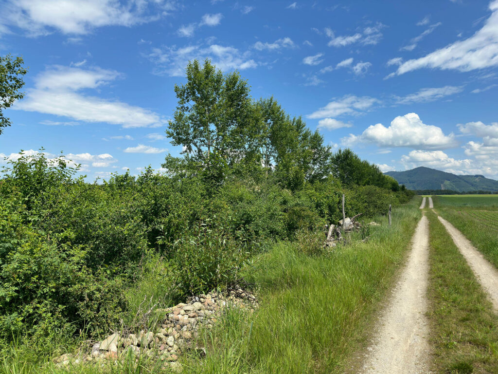 Biosphären-Hecke am Rand eines Feldwegs