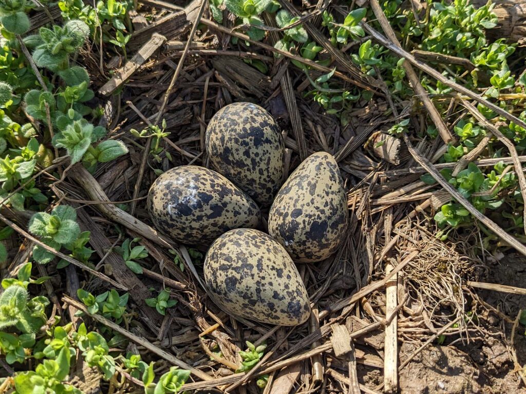 Vier Kiebitz-Eier im Nest