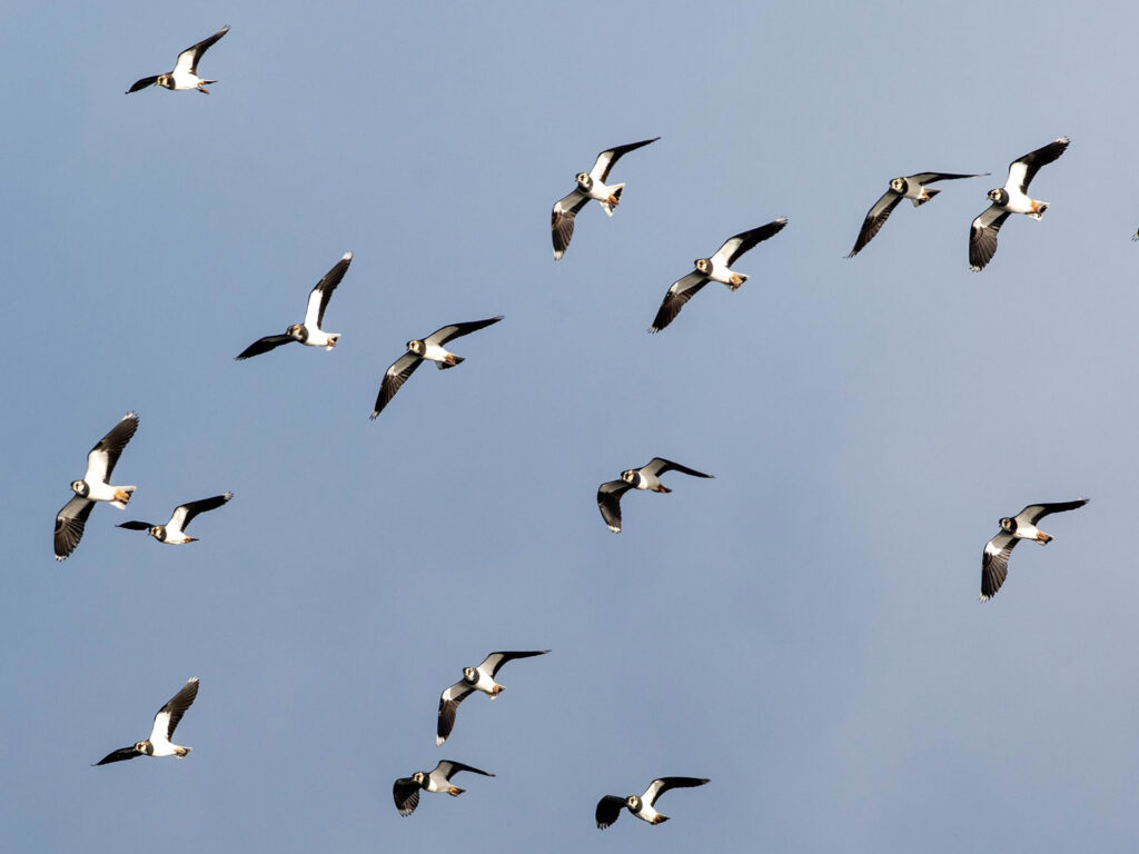 Eine Gruppe Kiebitze am Himmel