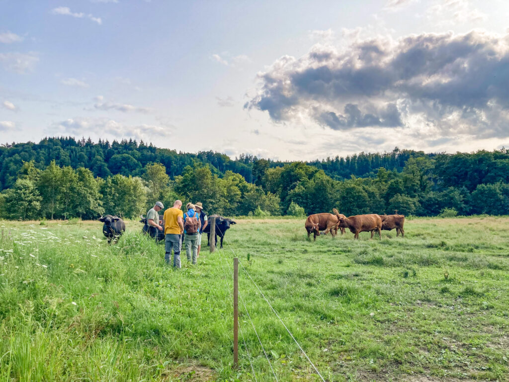 Feldtag Landschaftspflege: Teilnehmer auf einer Weide mit Kühen