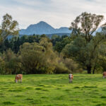 Weide mit Kühen vor der Bergkulisse des Hochstaufen