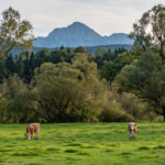 Weide mit Kühen vor der Bergkulisse des Hochstaufen