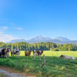 Kühe stehen auf einer Weide mit Blick zum Bergmassiv des Hochstaufen