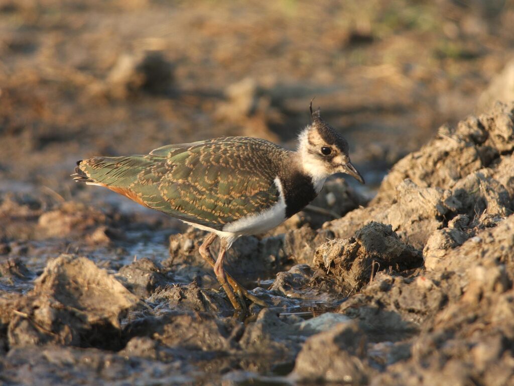 Juveniler Kiebitz auf Ackerfläche