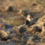 Juveniler Kiebitz auf Ackerfläche