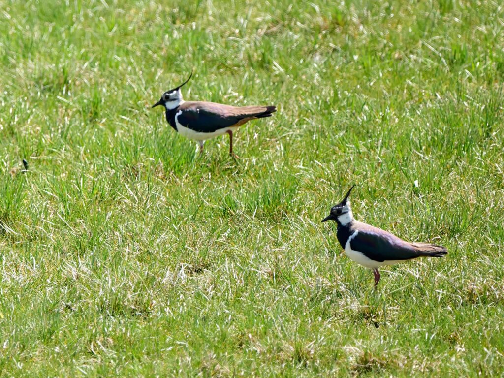 Kiebitz Pärchen auf Wiese