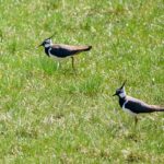 Kiebitz Pärchen auf Wiese