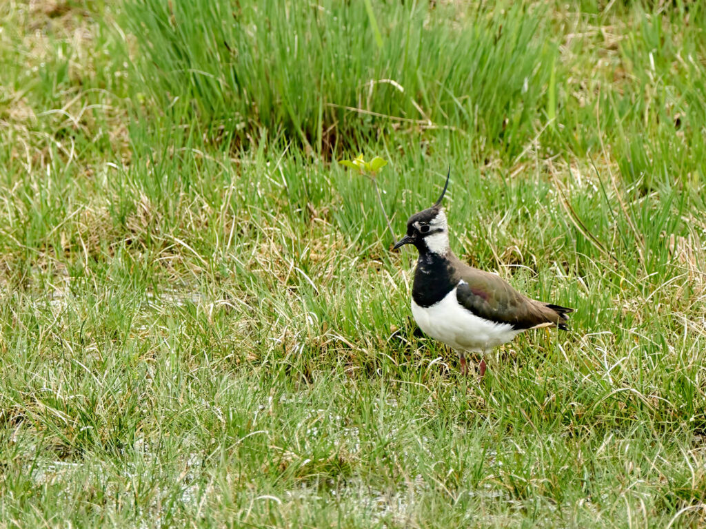 Kiebitz Weibchen auf Wiese