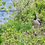 Kiebitz Weibchen mit Nachwuchs im Ainringer Moos