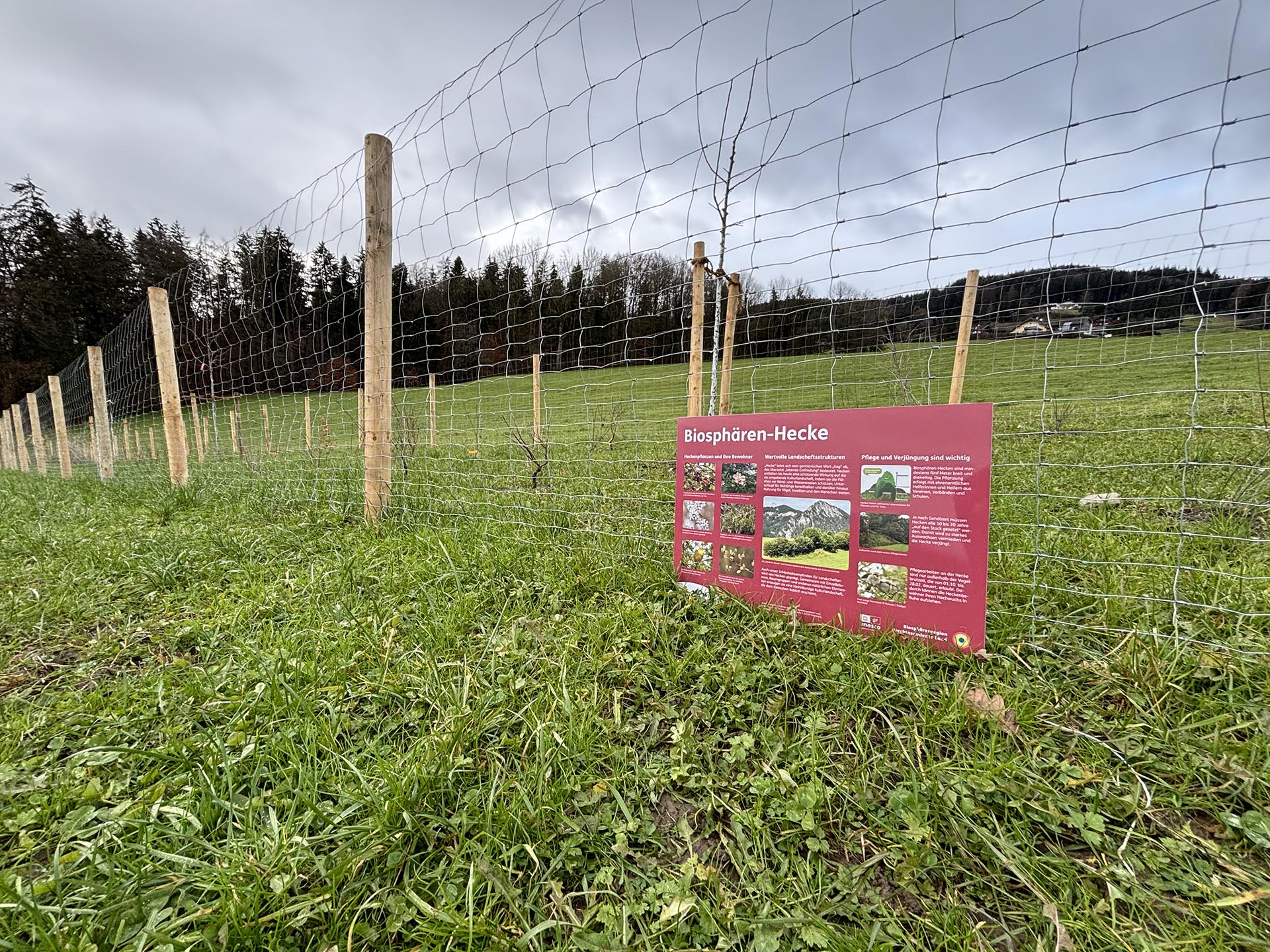 Biosphären-Hecken-Infoschild vor einer frisch gepflanzten Biosphären-Hecke