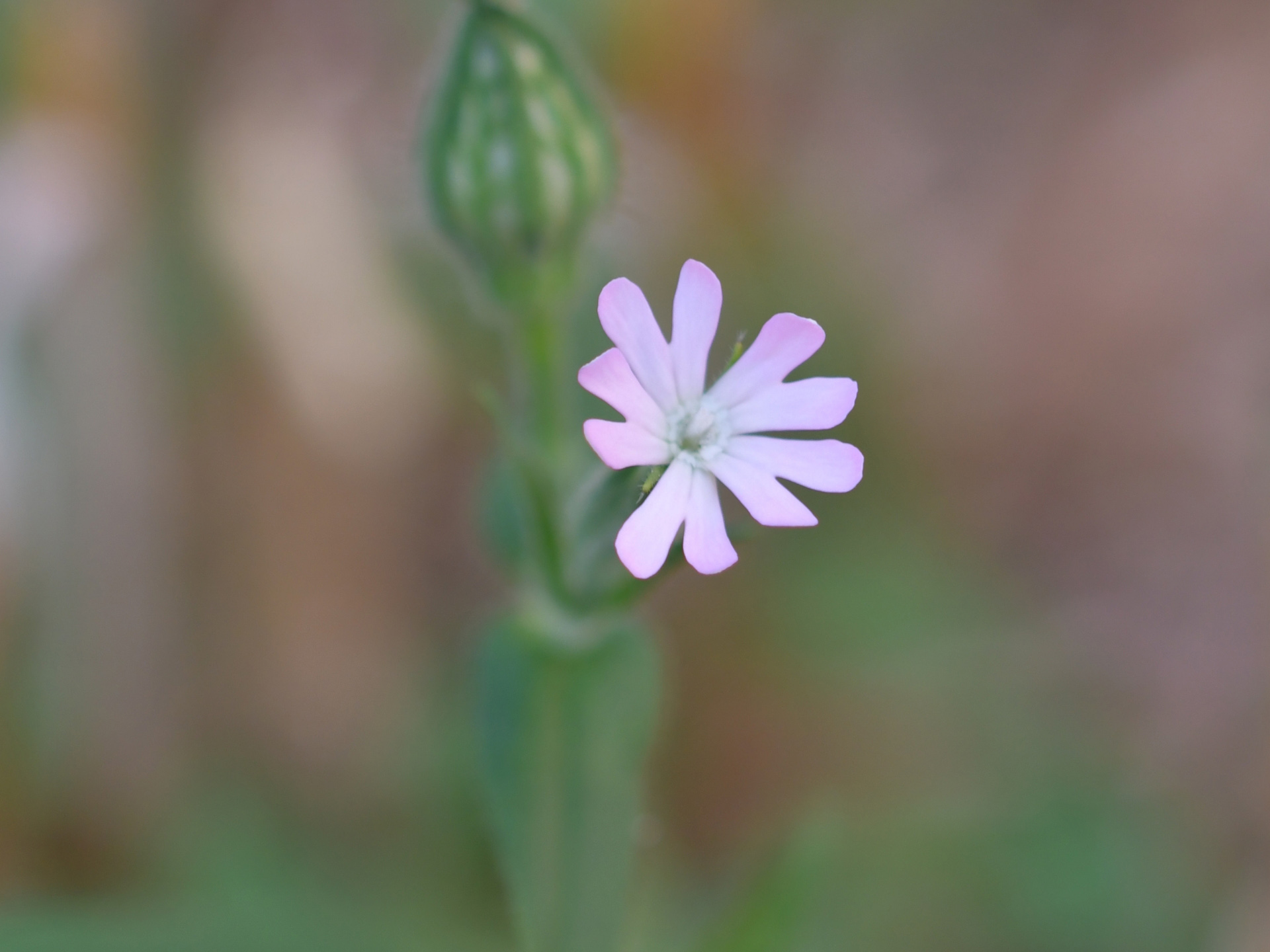 Blüte einer Acker-Lichtnelke