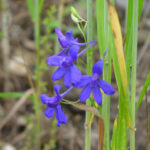 Blüte des Acker-Rittersporn