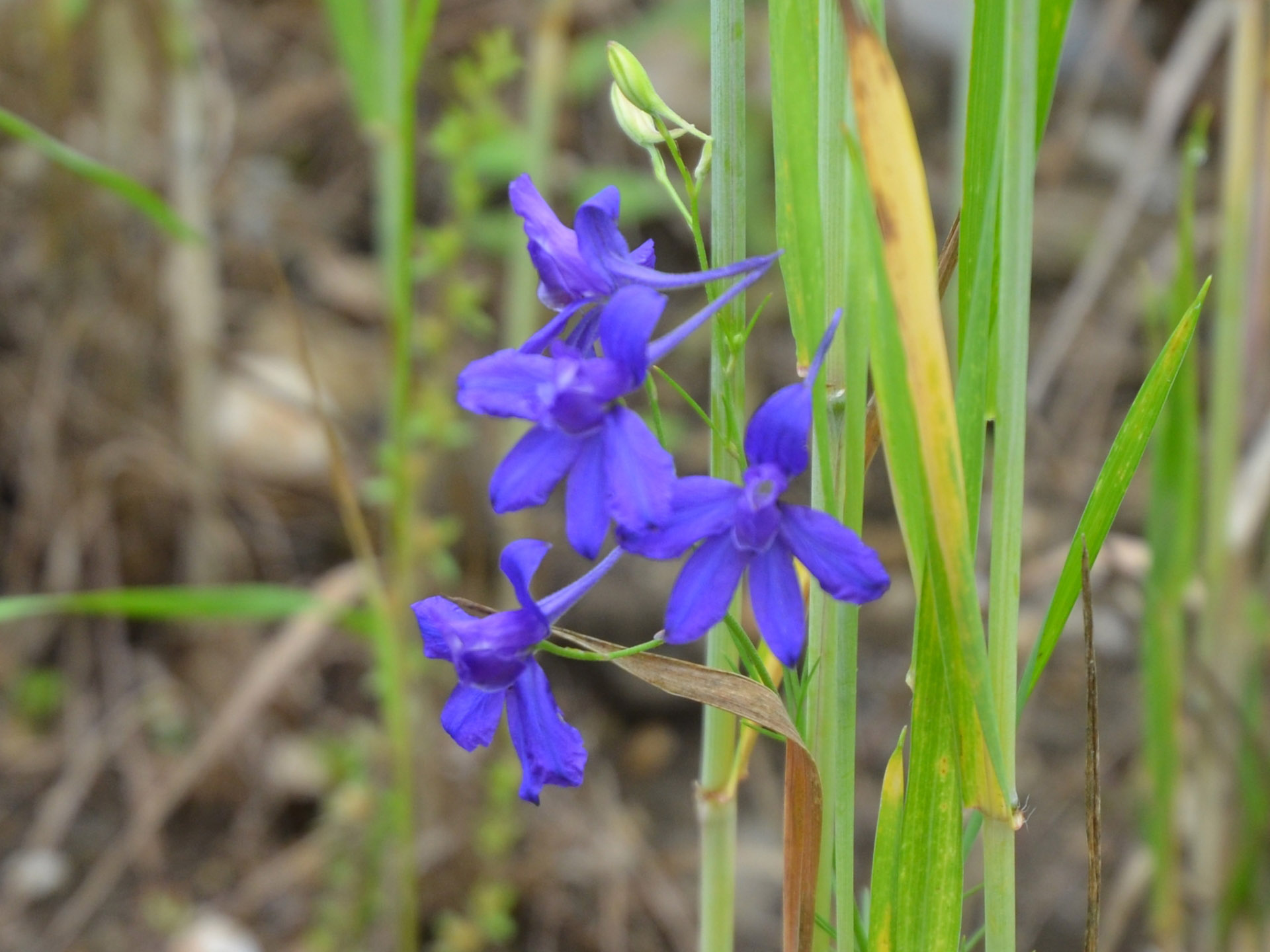 Blüte des Acker-Rittersporn