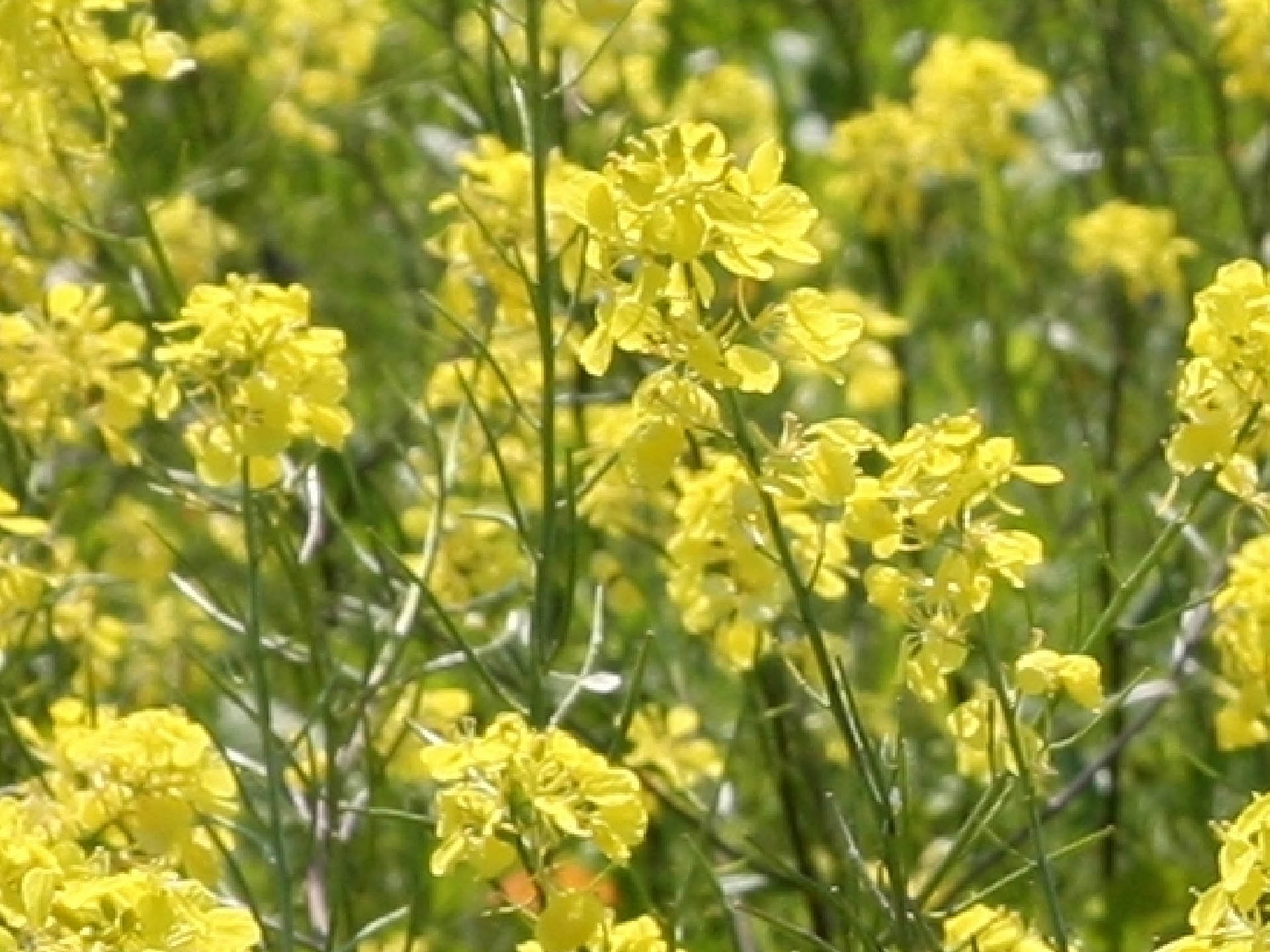 Blüte des Acker-Senf